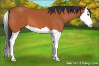 Horse Color:Bay Splash 