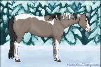 Horse Color:Grullo Splash Tobiano 