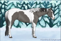 Horse Color:Grullo Splash Tobiano 
