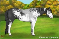 Horse Color:White Spotted Black