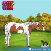 Horse Color:Silver Bay Splash Tobiano Frame 