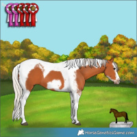 Horse Color:Silver Bay Splash Tobiano Frame 