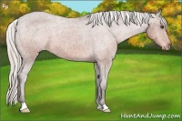 Horse Color:Silver Bay Varnish 
