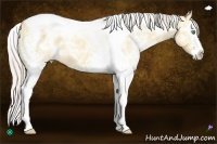 Horse Color:White Spotted Silver Classic Champagne Ice Dun Splash Tobiano 