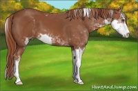 Horse Color:Chestnut Sabino 