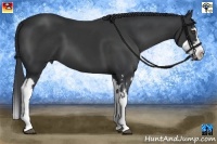 Horse Color:Black Sabino Splash Frame