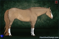 Horse Color:Liver Red Dun Splash