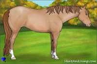 Horse Color:Bay Pearl 