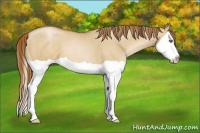 Horse Color:Red Dun Pearl Splash