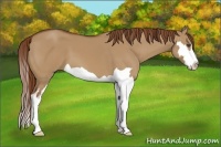Horse Color:Red Dun Splash Frame 