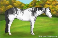 Horse Color:White Spotted Smoky Black 