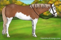 Horse Color:Chestnut Sabino Splash