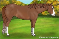 Horse Color:Chestnut Splash 
