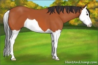 Horse Color:Bay Splash 