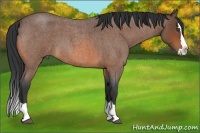 Horse Color:Bay Roan Splash