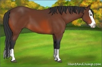 Horse Color:Bay Splash 