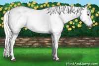 Horse Color:Gray White Spotted Grullo Appaloosa Rabicano 