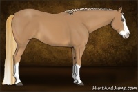 Horse Color:Chestnut Splash 
