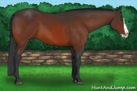 Horse Color:Bay Splash 