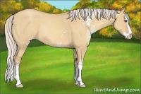 Horse Color:White Spotted Silver Amber Champagne Dun Sabino Splash Rabicano 