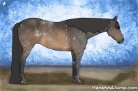 Horse Color:Buckskin 
