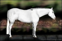 Horse Color:White Spotted Palomino Frame Appaloosa 