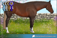 Horse Color:Liver Chestnut 