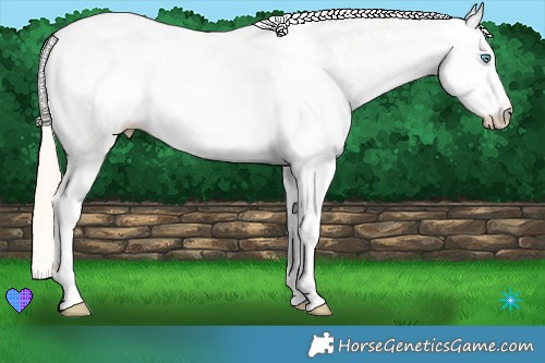 Horse Color:Palomino Pearl Dun Sabino Rabicano 