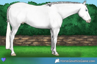 Horse Color:Palomino Pearl Dun Sabino Rabicano