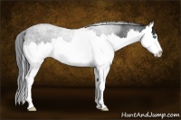 Horse Color:Blue Roan Splash Rabicano 