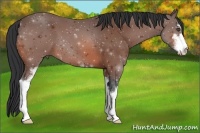 Horse Color:Bay Sabino 