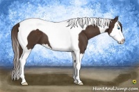 Horse Color:Liver Chestnut Splash Tobiano