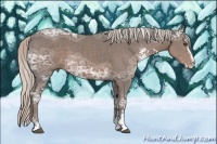 Horse Color:Silver Black Ice Sabino 