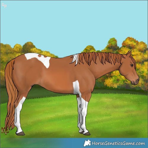 Horse Color:Chestnut Tobiano 