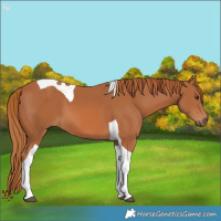 Horse Color:Chestnut Tobiano