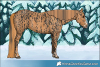 Horse Color:Black Sabino Splash  Brindle