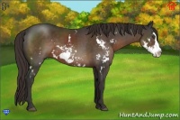 Horse Color:Liver Chestnut Sabino Splash Frame 