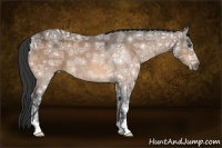 Horse Color:Buckskin Ice 