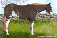 Horse Color:Liver Chestnut Sabino 