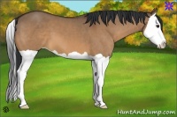 Horse Color:Bay Dun Splash