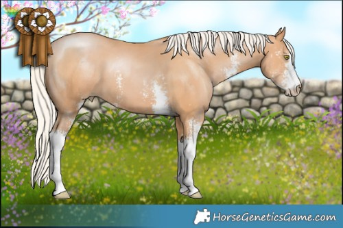 Horse Color:Silver Bay Pearl Sabino 