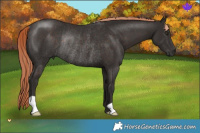 Horse Color:Liver Chestnut Rabicano 