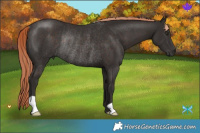Horse Color:Liver Chestnut Rabicano 