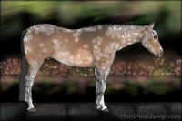 Horse Color:Buckskin Ice Rabicano 