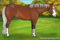 Horse Color:Silver Bay Splash 