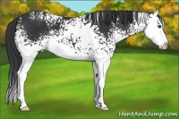 Horse Color:White Spotted Black Splash