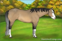 Horse Color:Buckskin Dun Splash Rabicano 