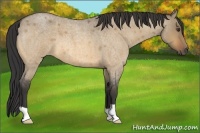 Horse Color:Buckskin Roan Dun
