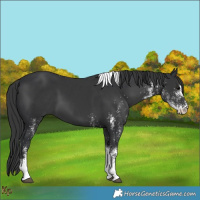 Horse Color:White Spotted Black Tobiano 