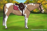 Horse Color:Buckskin Splash Tobiano Frame Rabicano